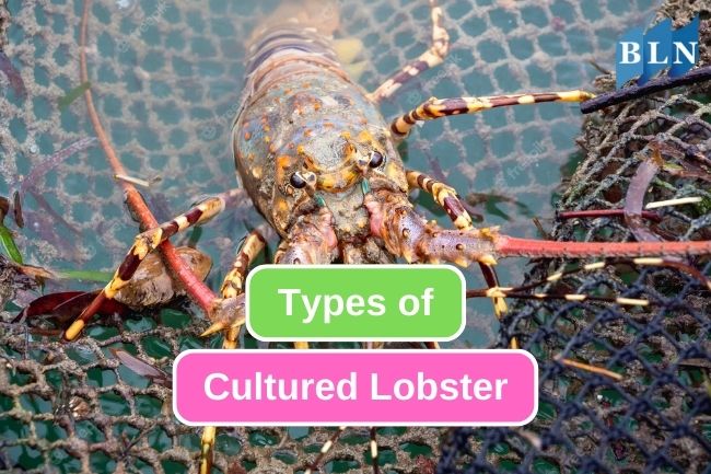 5 Commonly Cultured Lobster in Indonesia